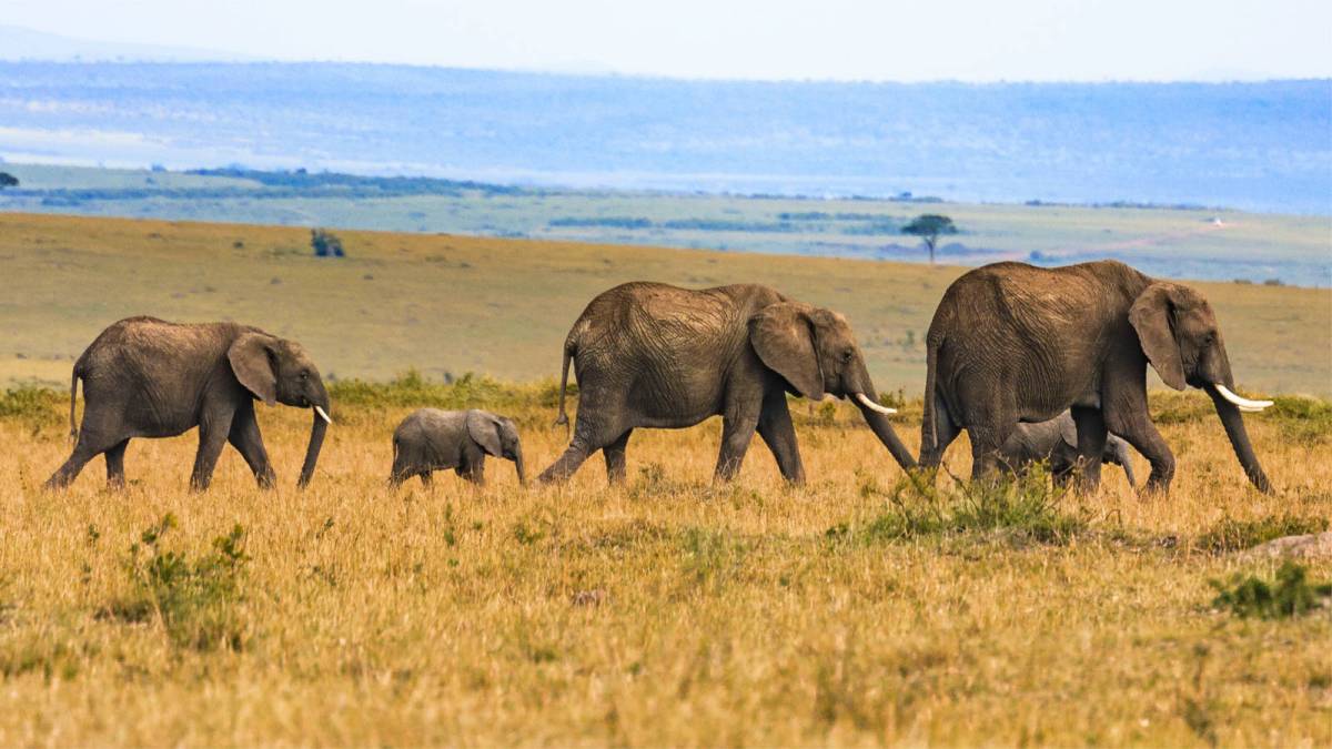 Amboseli 3 days / 2 nights safari from Nairobi