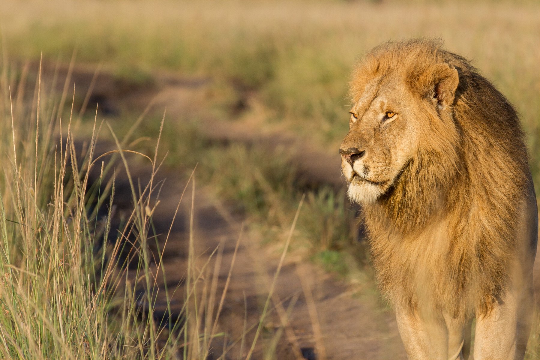5 Days 4 Nights Budget Group Joining safari to Maasai Mara, Lake Nakuru and Naivasha with a complimentary airport pickup