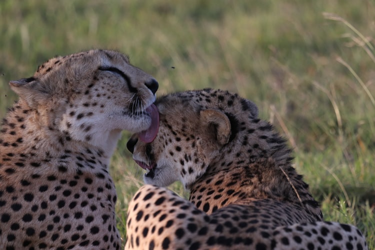 12 Days Best of Kenya and Tanzania Safari with a complimentary first night  and free airport pick up.
