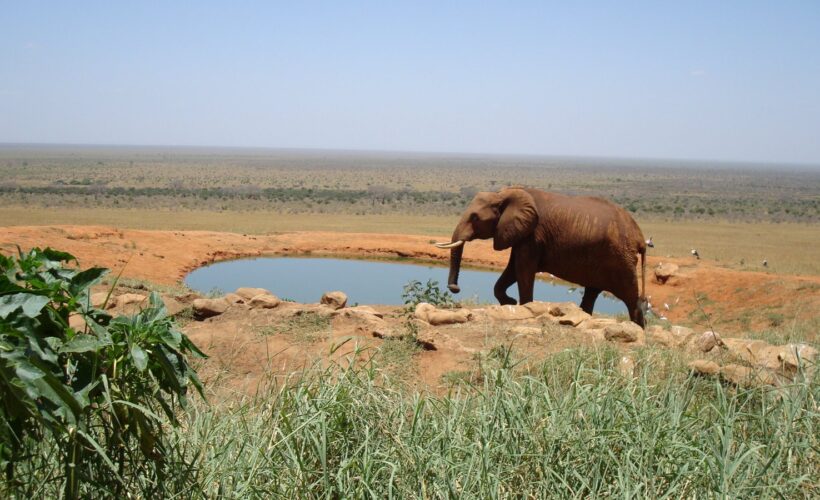 Day tour to Tsavo East National park from Mombasa or Diani
