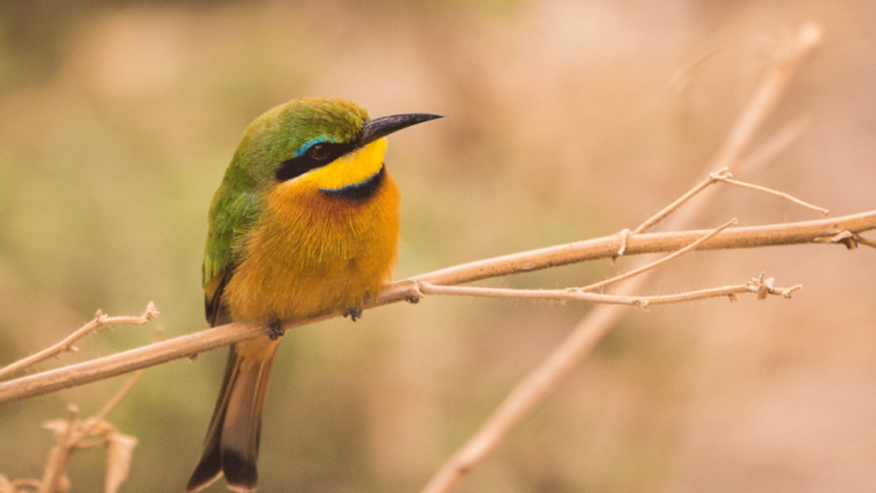 3-Day-Lake-Manyara-national-park-safari-900×412