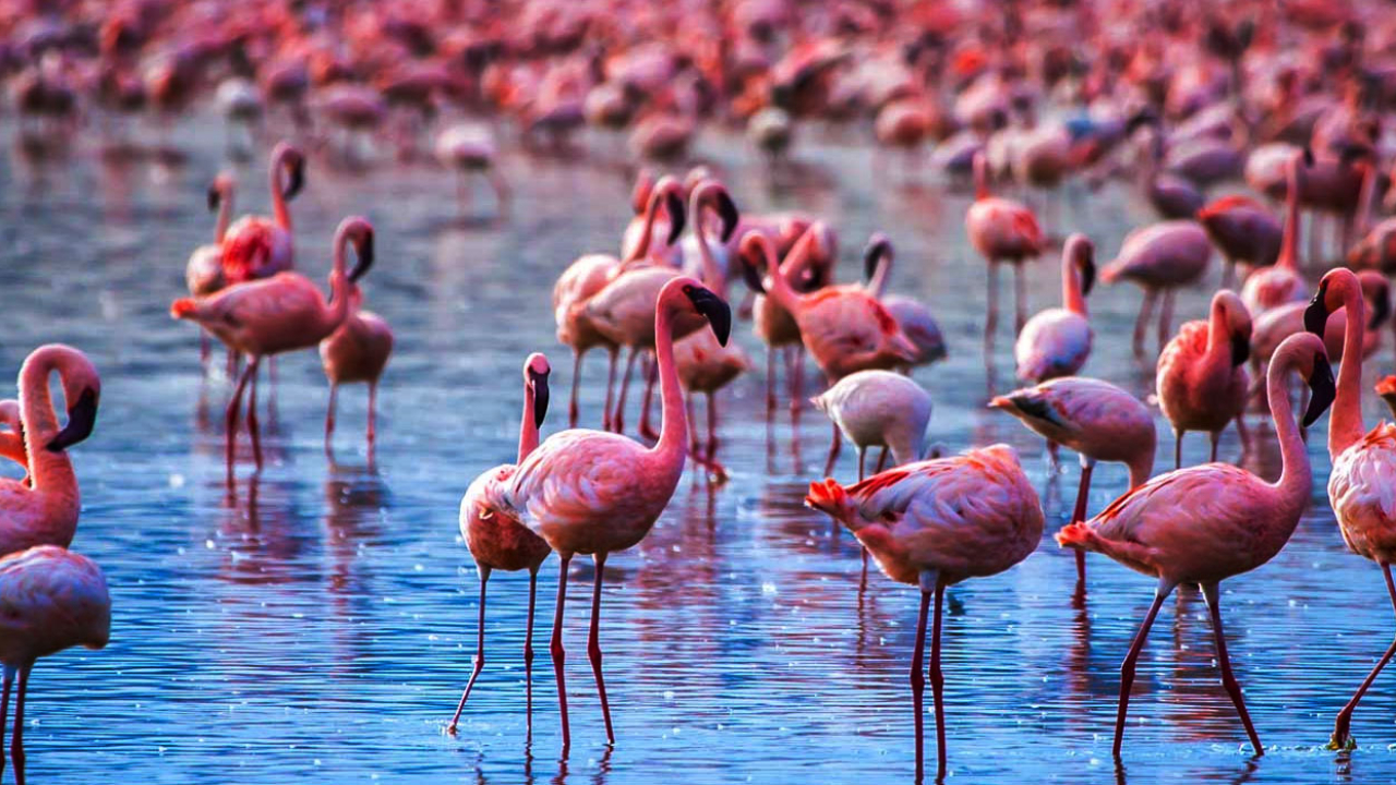 lake-manyara-national-park-banner
