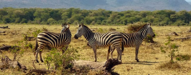 Day tour to Giraffe Centre, Elephant Orphanage and Nairobi National Park