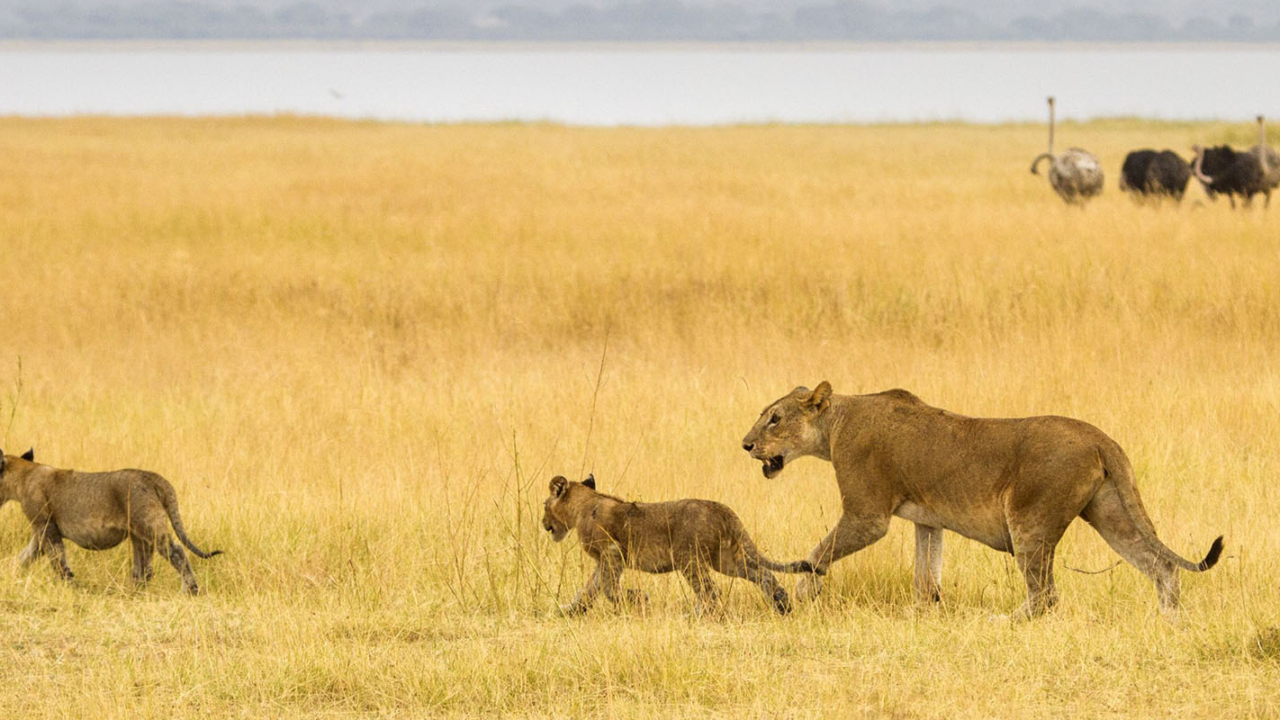 tarangire-national-park-header