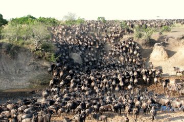 3 Days Maasai Mara Group Safari