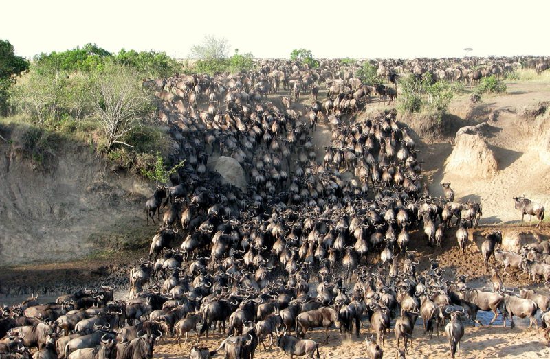3 Days Maasai Mara Group Safari